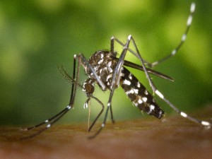 En septiembre de 2012 se detectó la presencia de este mosquito en algunos municipios de Mallorca