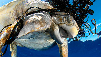tortuga-contaminación-en-el-mar