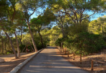 Palma adelanta la campaña contra la procesionaria del pino