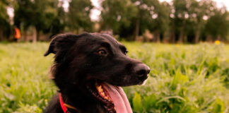 Son Reus celebra un desfile para dar un hogar a cuarenta perros