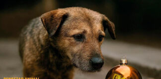 Més contra la campaña navideña de Cort porque «convierte animales en regalos»