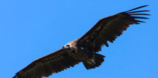 Mallorca se moviliza por el buitre negro