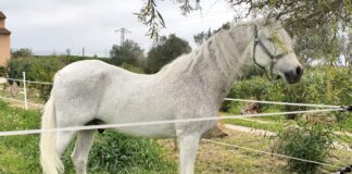 Latino, se jubila tras 20 años de servicio en la Unidad Montada de la Policía Local de Palma
