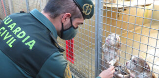 Dos investigados por la muerte de 27 perros en un ferry rumbo a Mallorca