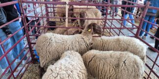 Todo listo para la XXVI Fira d’Oví i Caprí de Calvià