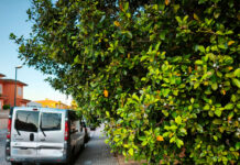 ¿A quién compete podar los árboles en Can Carbonell?