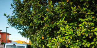 ¿A quién compete podar los árboles en Can Carbonell?