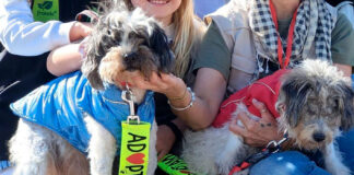 Diez perros de Peluditos de Son Reus esperan que alguien les cambie la vida