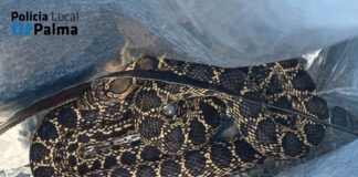 Una serpiente se cuela en una casa en Son Ferriol y muerde a un policía