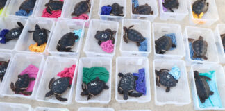 39 tortugas marinas criadas en cautividad vuelven al mar de Palma