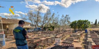 Macabro criadero en Campanet con 350 gallos de pelea, instrumental quirúrgico y mutilaciones clandestinas