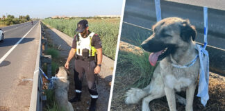 Rescatan sano y salvo a un mastín del Cáucaso desorientado en la carretera de l’Aranjassa