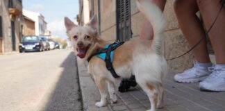 Marratxí multará con hasta 10.000 euros no limpiar los orines y excrementos de los perros