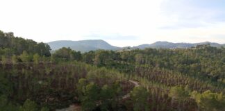 Baleares invierte 1,3 millones en blindar 160 hectáreas de bosque contra incendios y sequías